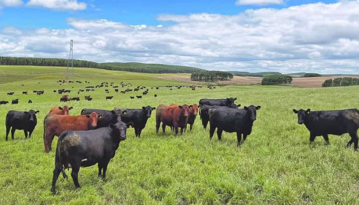 Por que a carne de vaca 'velha' virou tendência na alta gastronomia